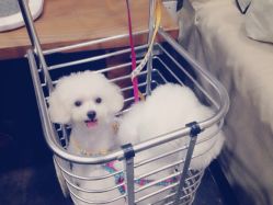 -iplus爱家高端孕妇摄影