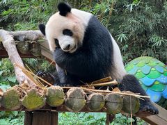 -广州长隆野生动物世界