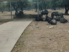 -西安秦岭野生动物园
