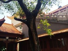 -深圳仙湖植物园