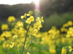 -苏州上方山国家森林公园