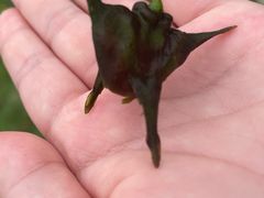 -竺桥兄弟烤鸭馆(竺桥店)