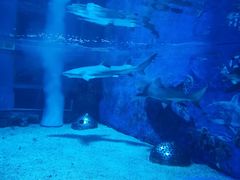 -成都浩海立方海洋公园