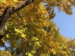 -三里屯东五街银杏大道