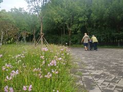 -大兴滨河森林公园