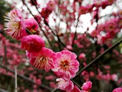 -金陵中学(河西分校)