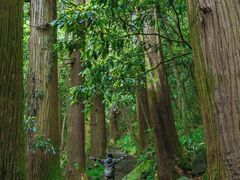 -天目山大树王景区