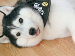 -Husky Go! 哈士奇体验馆·宠物咖啡厅狗咖