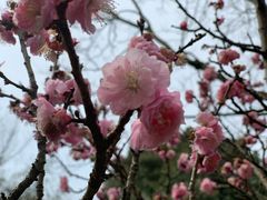 -金鸡湖桃花岛