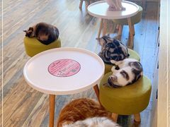-喵匠猫主题咖啡(凯德和平广场店)