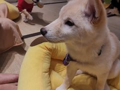 -逗柴咖啡屋·狗咖猫咖宠物桌游