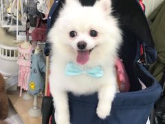 -BABYDOG宝贝狗宠物乐园(欧洲城店)