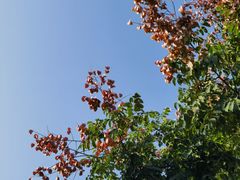 -汉长安城未央宫国家考古遗址公园