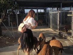 -鹿境梅花鹿生态园区