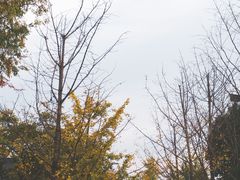 -东梓关景区村庄