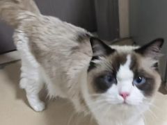 -乐琪宠物医院·犬猫专科·骨外科·急重症