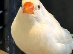 -深圳鸟咖鹦花岛