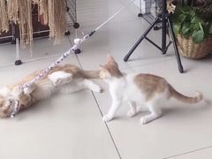 -平行世界·猫咖(首经贸店)