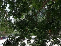 -黑龙江省森林植物园