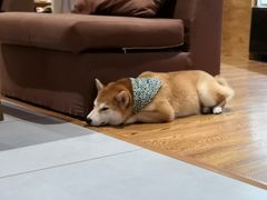 -柴务处·柴犬主题狗咖