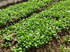 -前小桔亲子创意农场·草莓采摘·露营烧烤