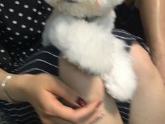 -严国平动物医院(德政总院)