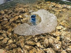 生蚝-徐记海鲜·宴会(大唐西市|丰庆店)