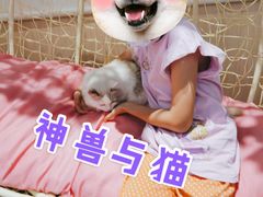 -绒爪撸猫下午茶·猫咖