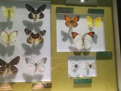 -上海昆虫博物馆