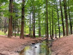 -白水寺森林公园