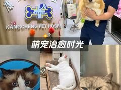 -康成宠物医院24H·CT·核磁共振