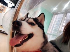 -Husky Go! 哈士奇体验馆·宠物咖啡厅狗咖