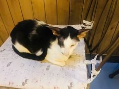 -猫色咖啡·猫咖