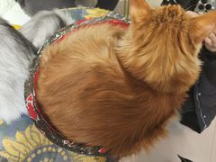 -平行世界·猫咖(首经贸店)