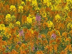 -中国天府农业博览园