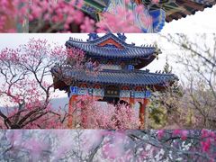 -梅花山(明孝陵内)