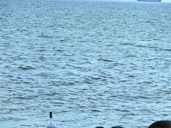 -上海吴淞炮台湾国家湿地公园