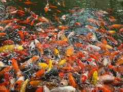 -南宫五洲植物乐园