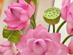 -兰湘子·湘菜小炒(石家庄万象城店)