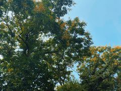 -铁山坪森林公园