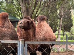 -长白岛森林公园