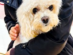 -瑞康宠物医院·犬猫牙科·异宠专科·转诊诊疗中心(劳卫路店)