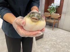 -肆月河豚·新淮扬(金融街店)