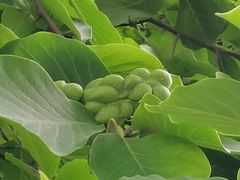 -木塔寺遗址生态公园