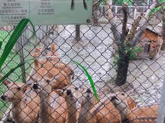 -鹿境梅花鹿生态园区