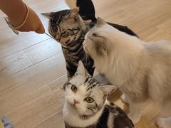 -有喵·猫咖·狗咖·30几只猫10只小狗(岗厦店)