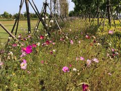 -春花秋色城市公园