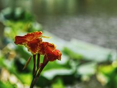 -陈家山荷花公园
