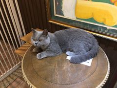 -more than meow吴止猫主题餐厅(承德 中船汇店)