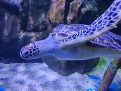 -欢乐海岸海洋奇梦馆